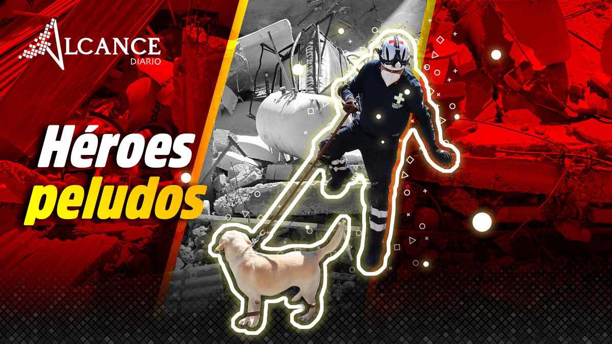 Caninos