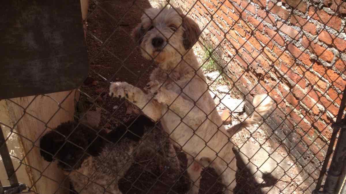 Refugio de Perros-Croquetas