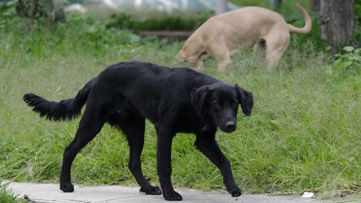 Perro de la calle