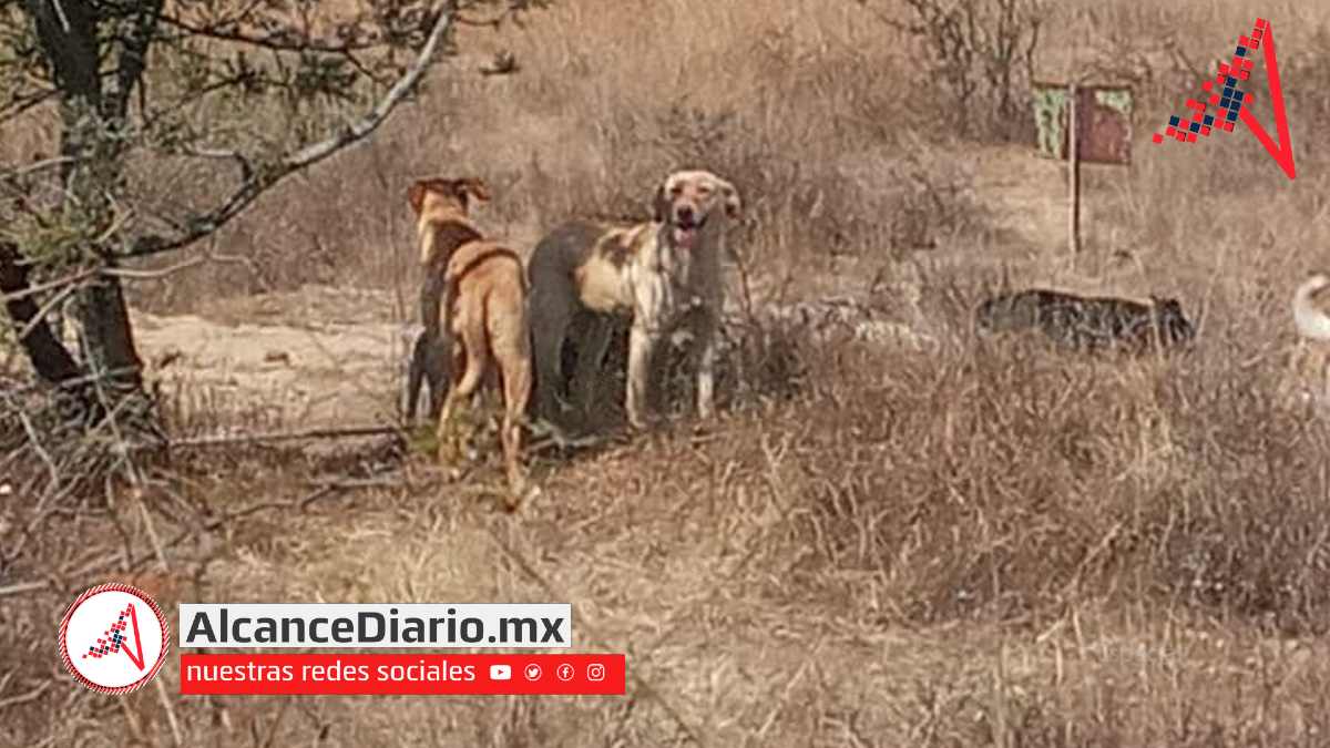 perros se comen a un burro