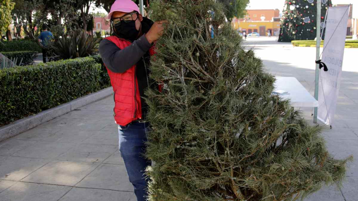 reciclaje de pinos Africam