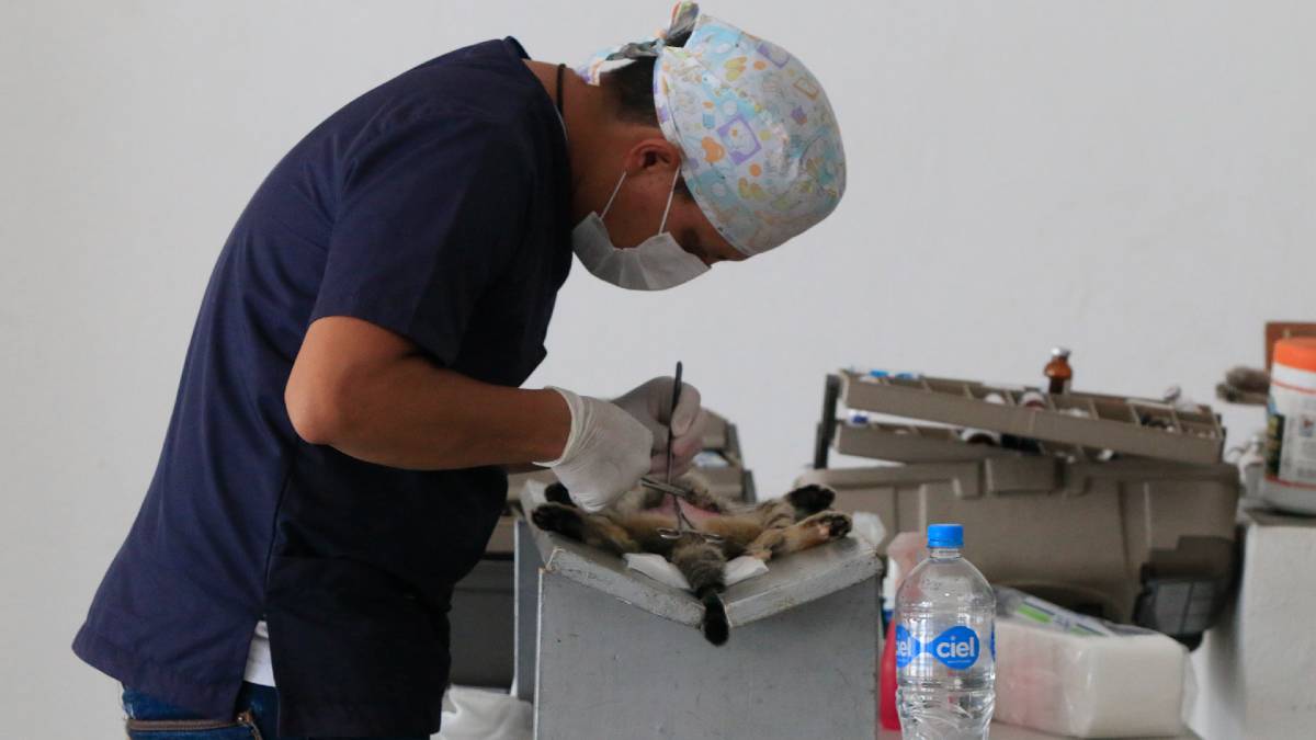 Esterilización animal