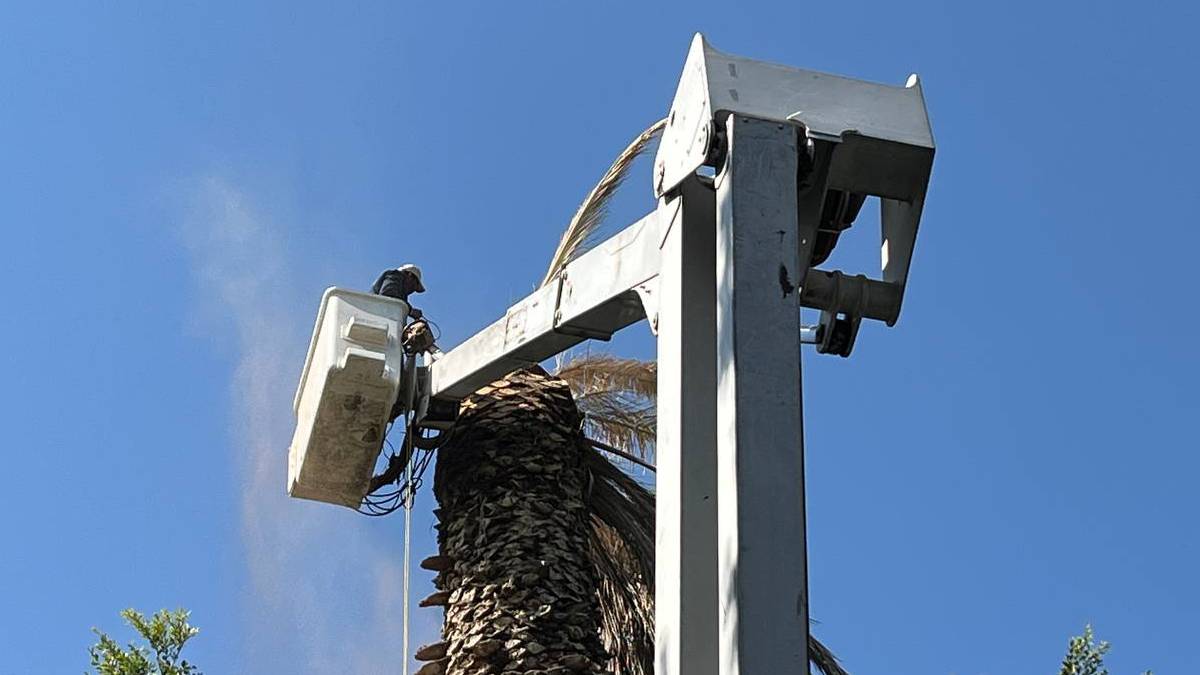retiran palmera enferma del zocalo