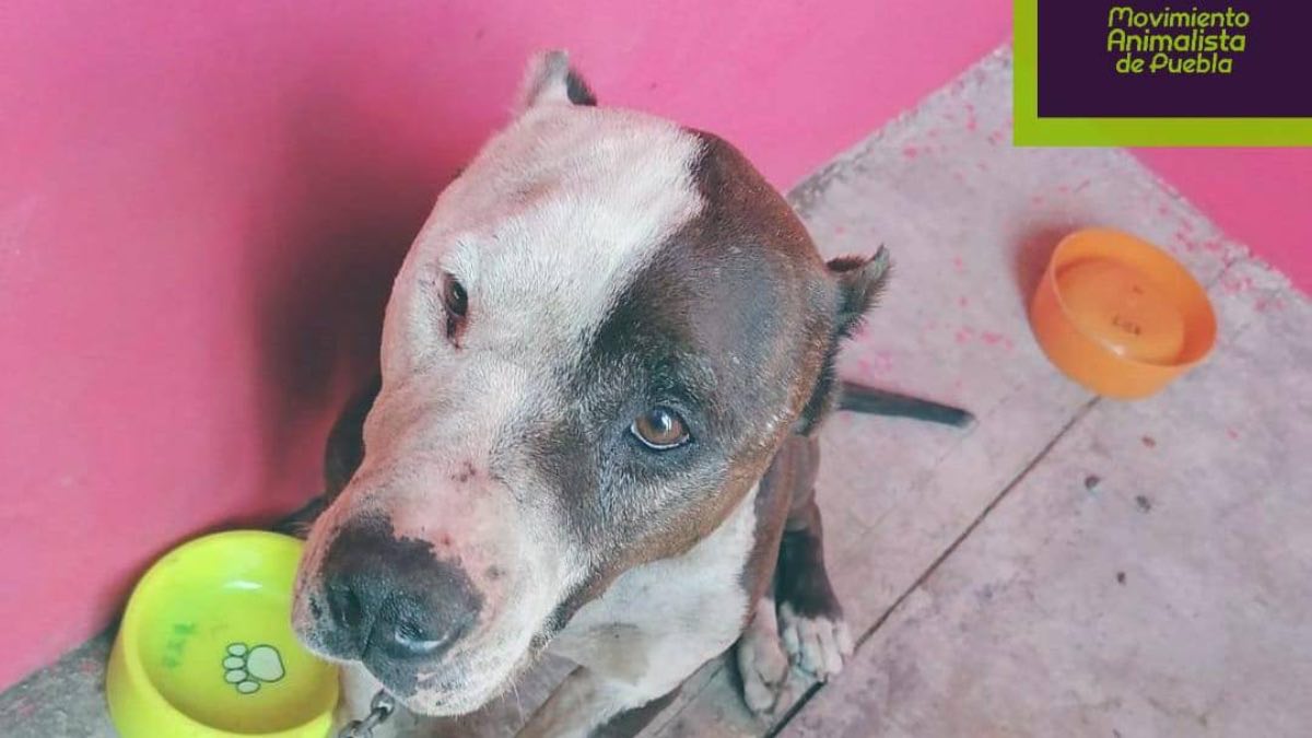 Coffy el perrito héroe en Xicotepec
