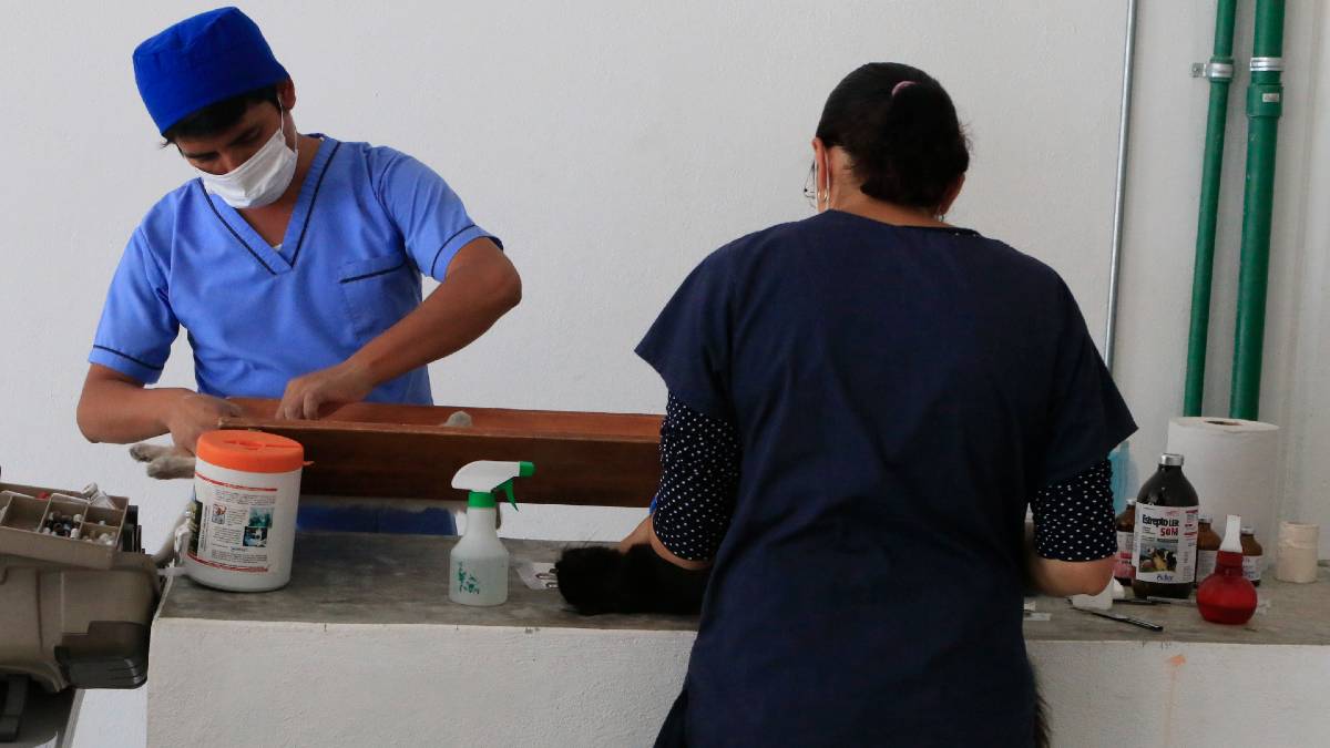 Jornada de esterilización