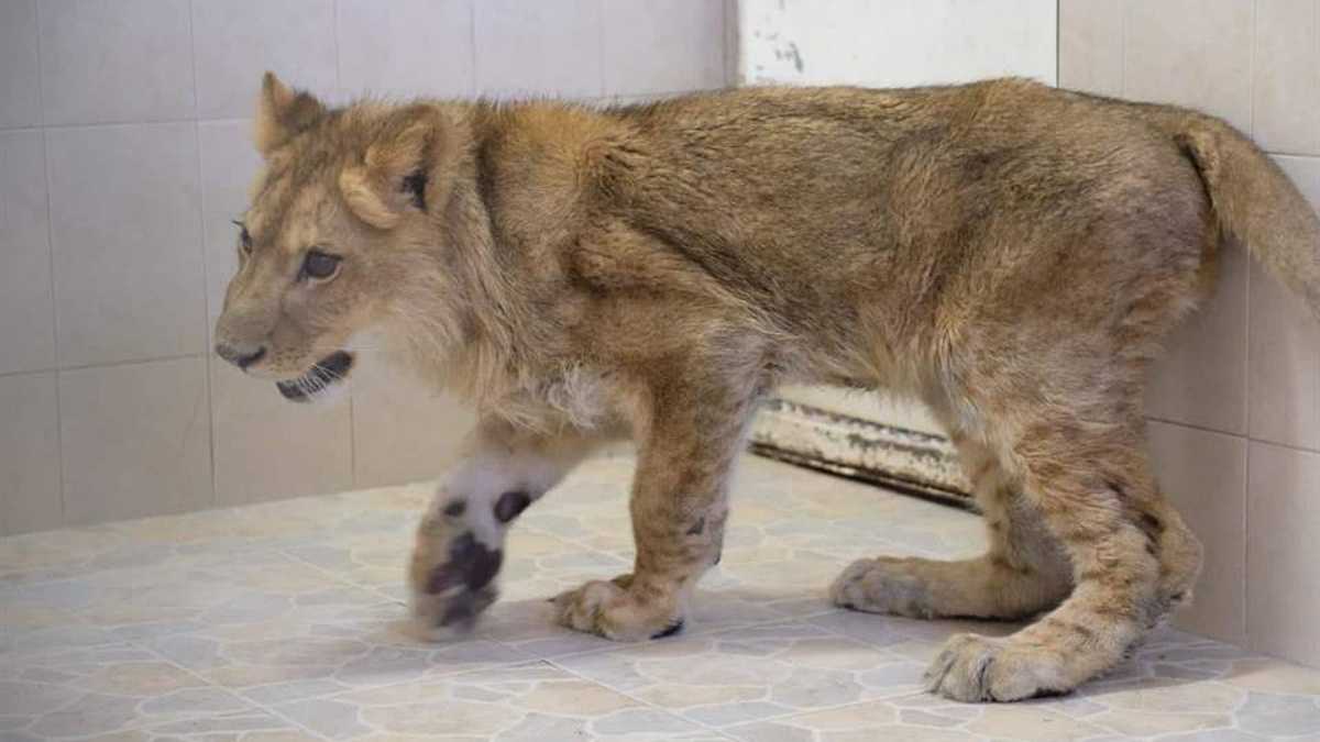 León rescatado