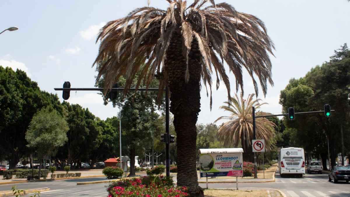 Palmeras de Puebla