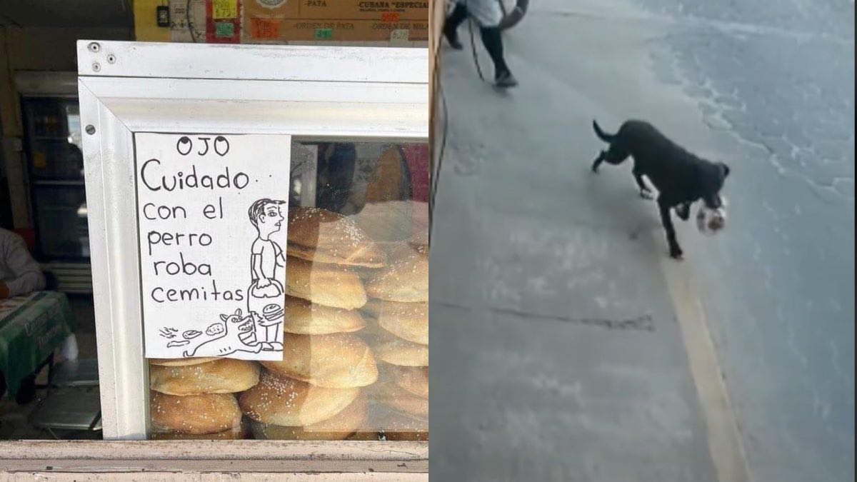 perrito roba cemitas