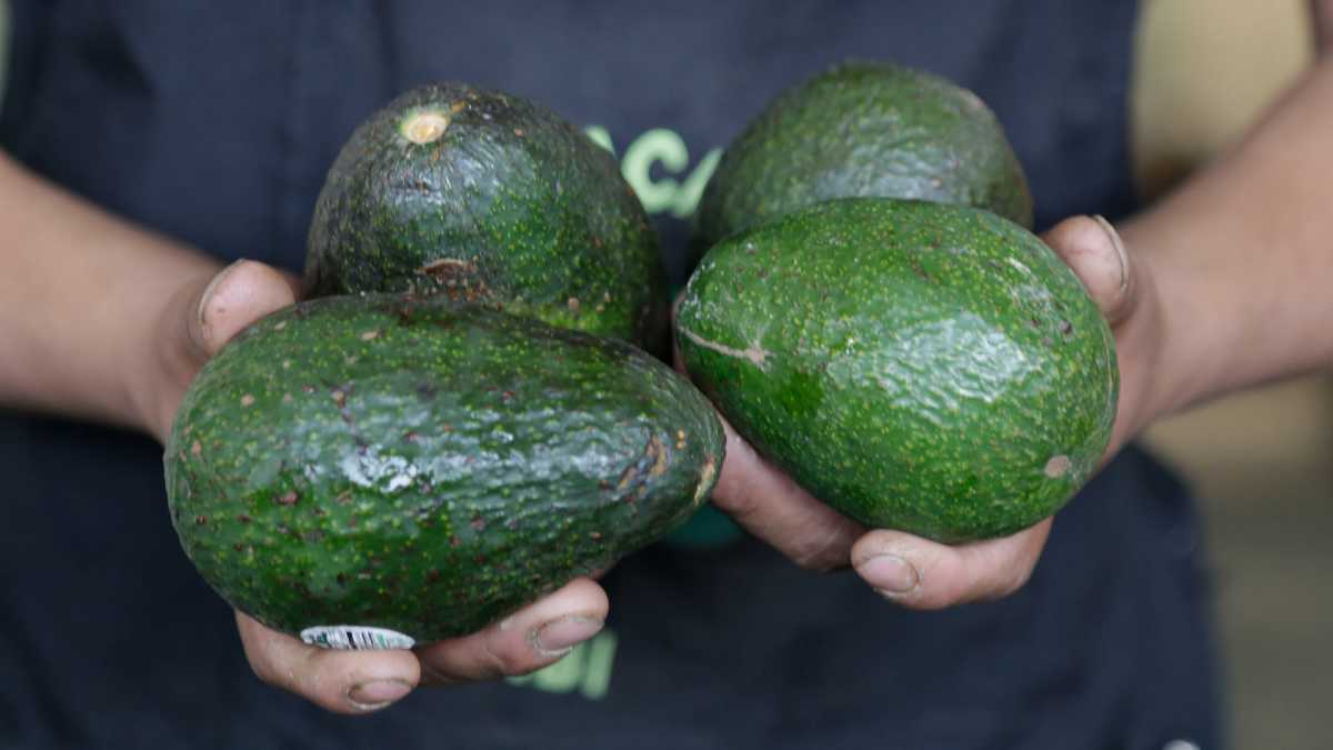 Aguacate en Puebla