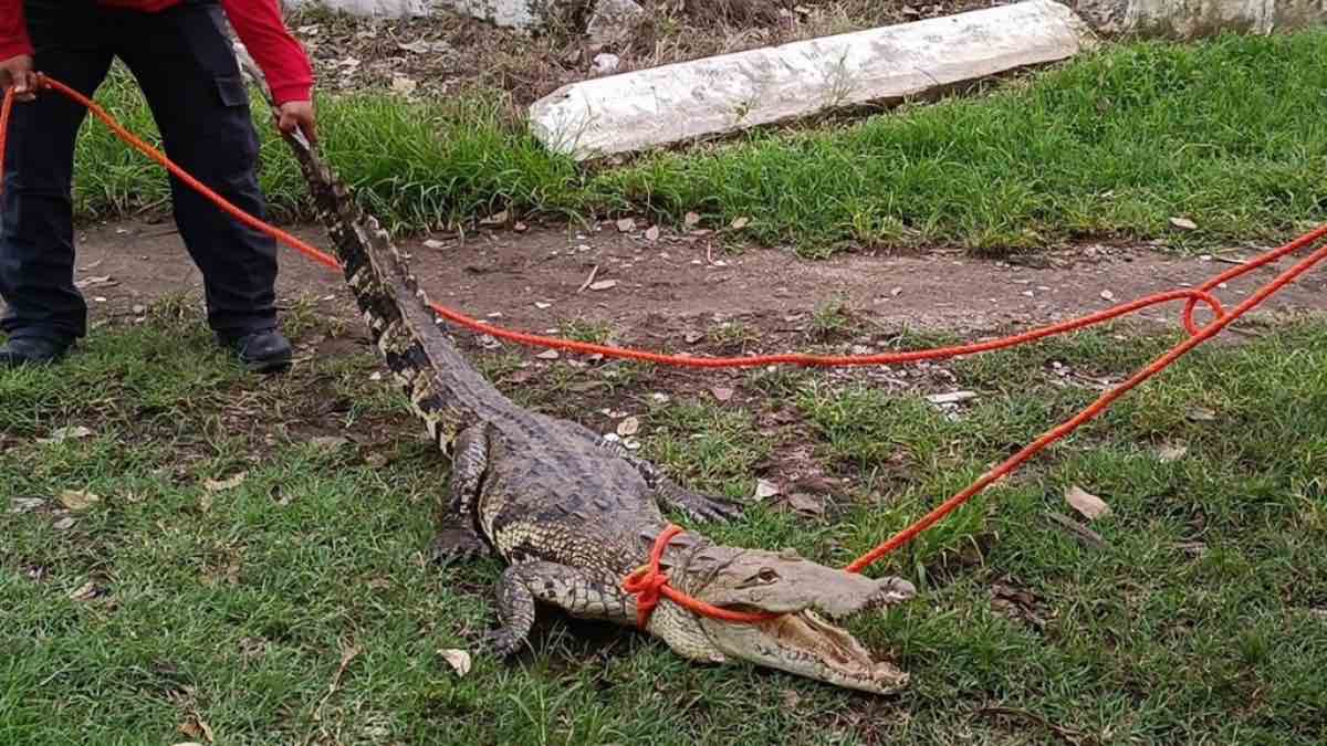 Cocodrilo en Tabasco