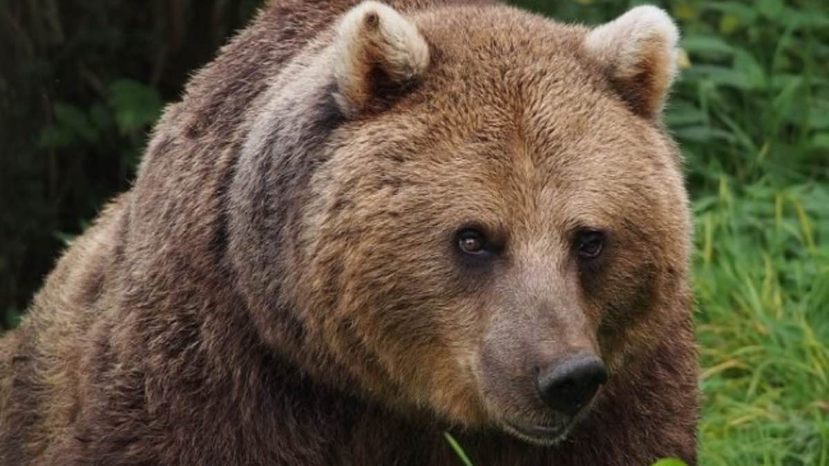 Oso pardo