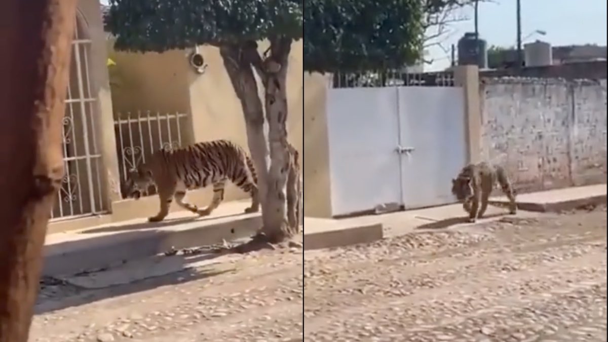 Tigre de bengala en Nayarit