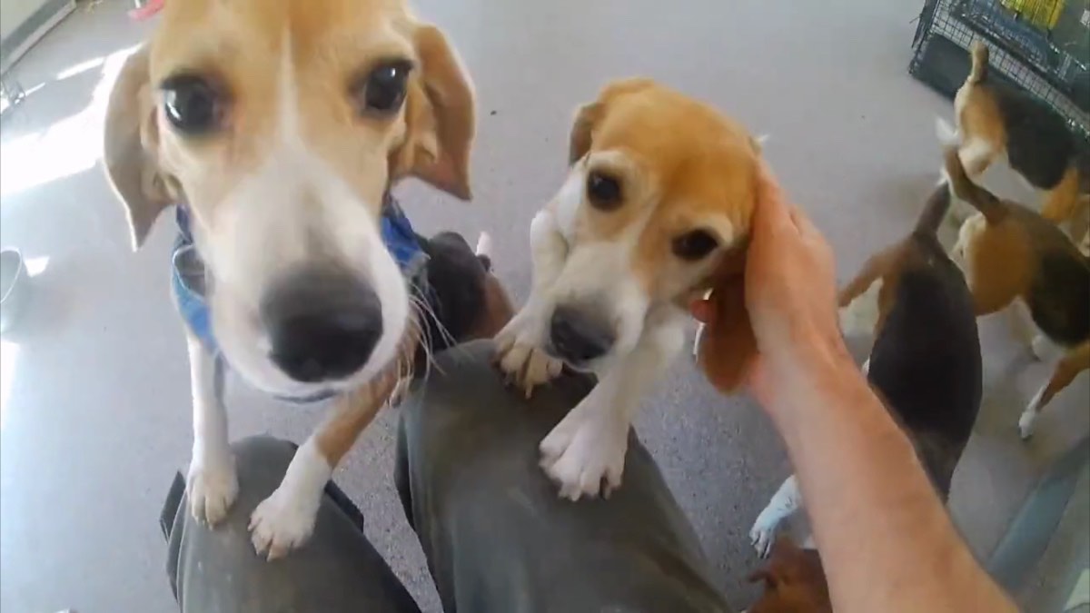 Perritos rescatados