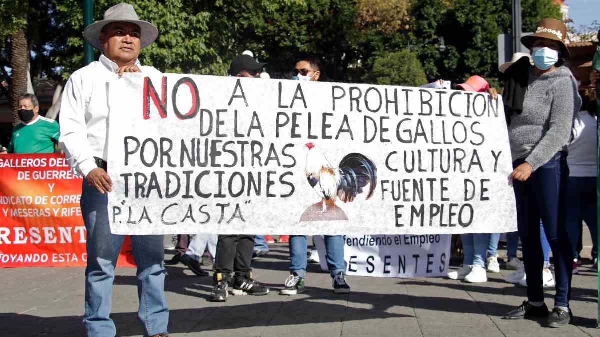 Protesta prohibición peleas de gallo