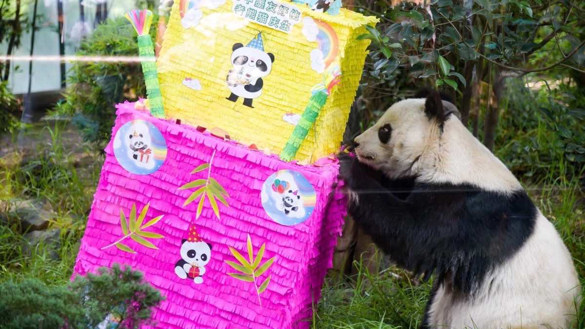 Shuan Shuan-Oso panda
