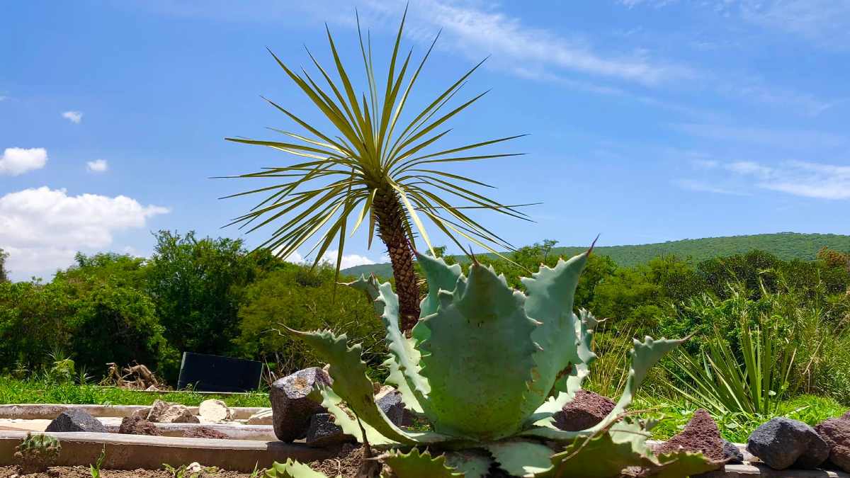 jardin etnobotanico huaquechula