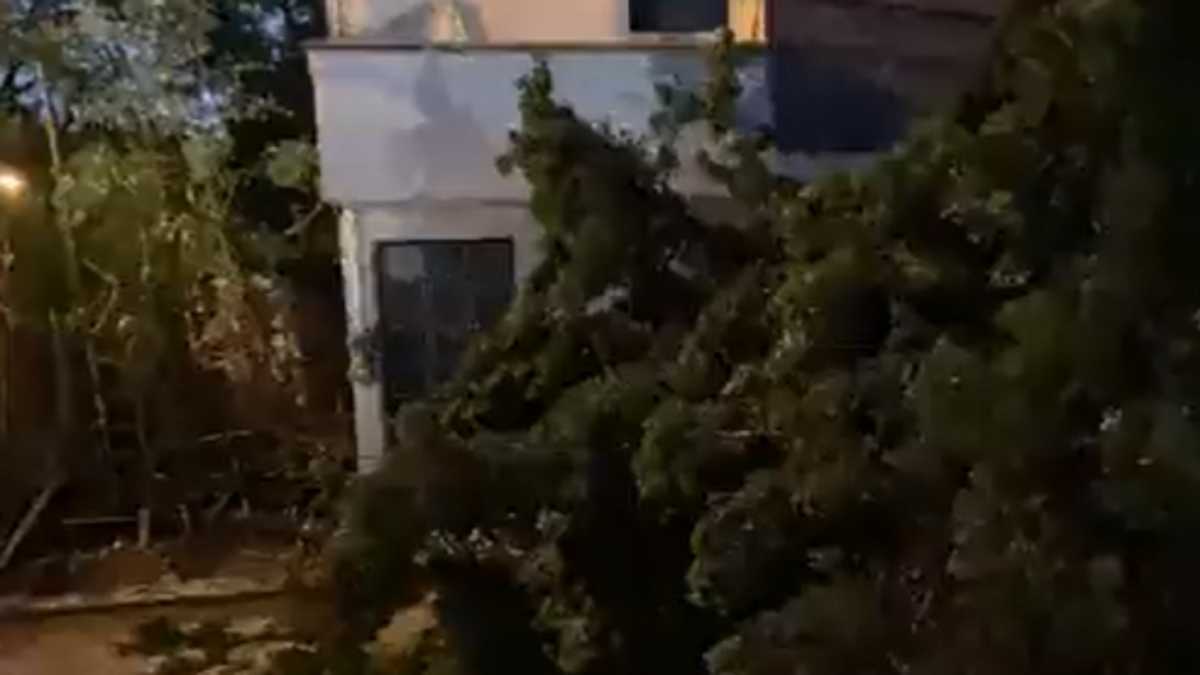 Árbol caído en la Ignacio Zaragoza