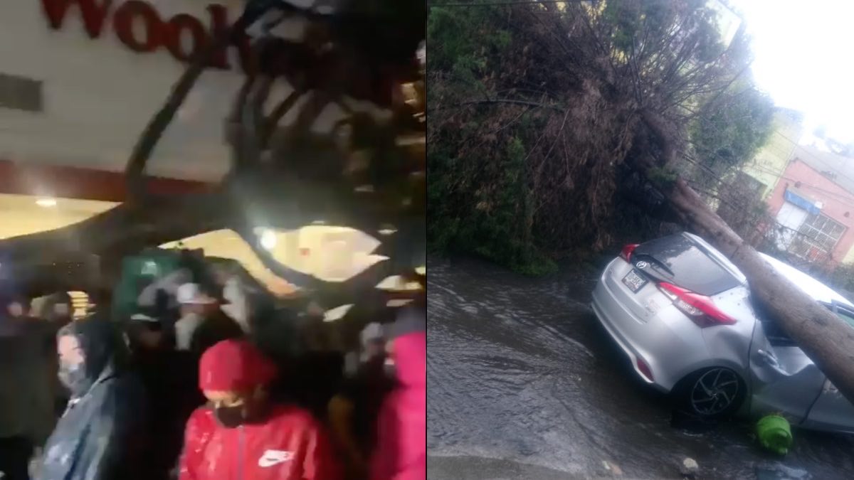 Árboles caídos por la lluvia