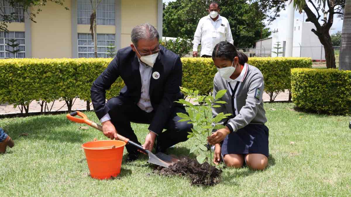 Árboles plantados por la SEP
