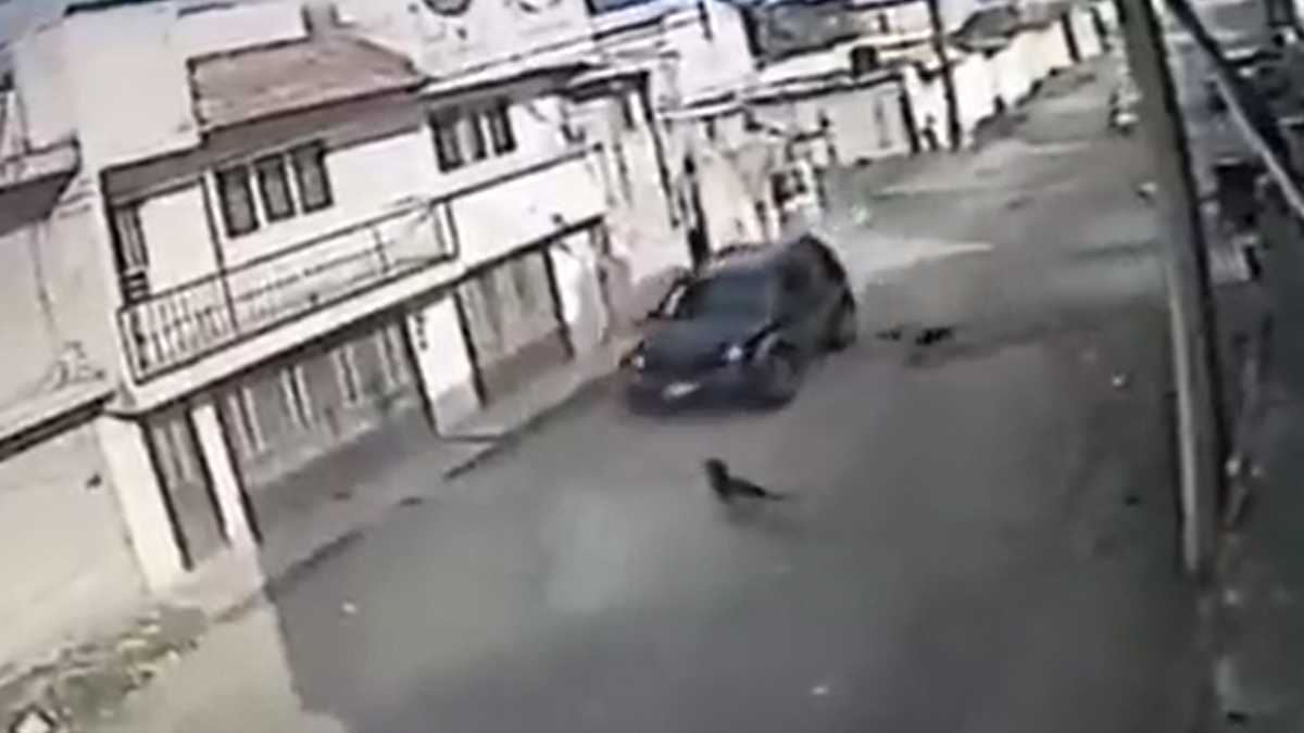 Perrito atropellado en Bosques de Amalucan