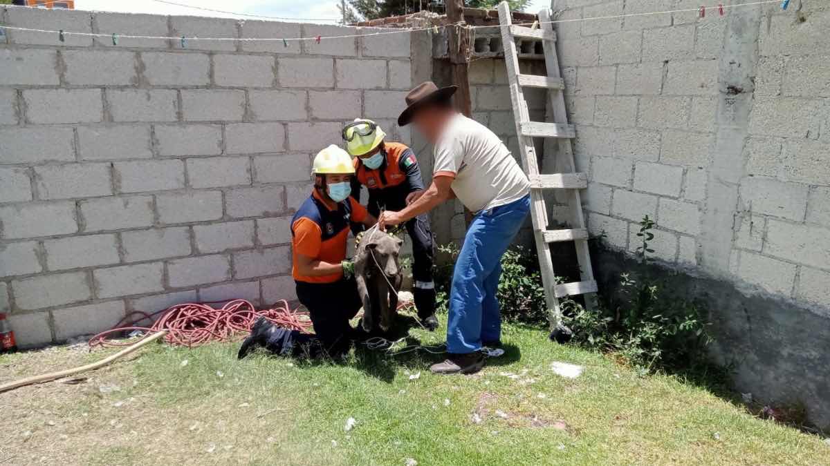 Rescate de perro