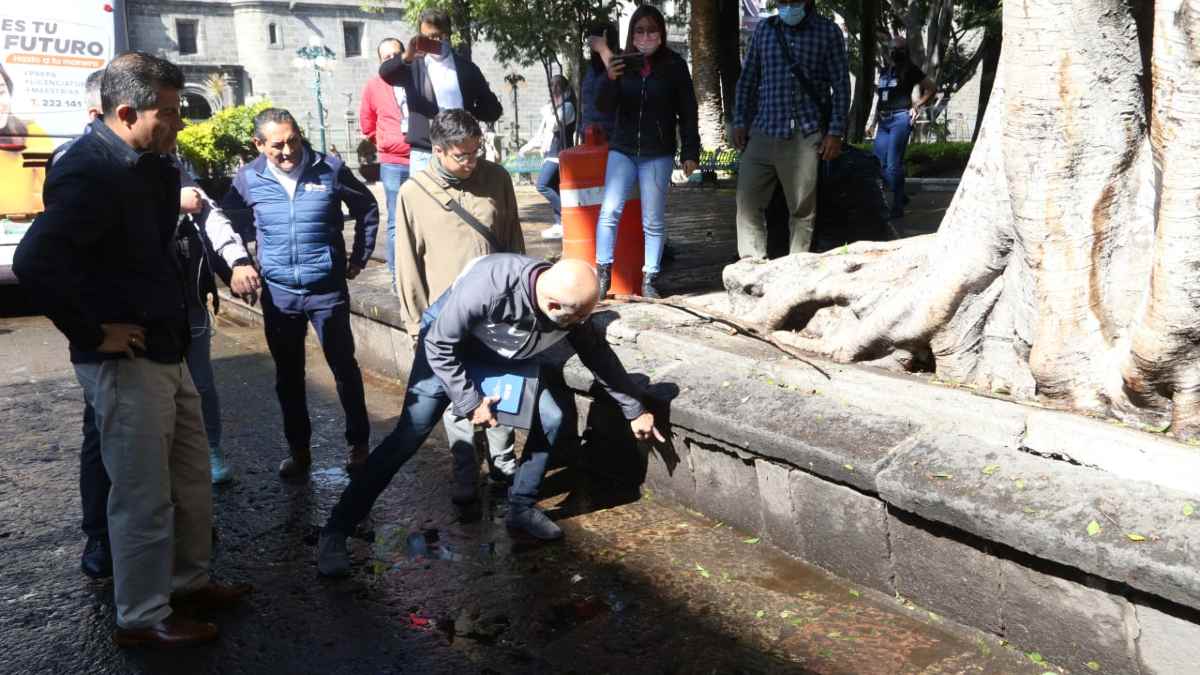Revisión de árboles en el Zócalo