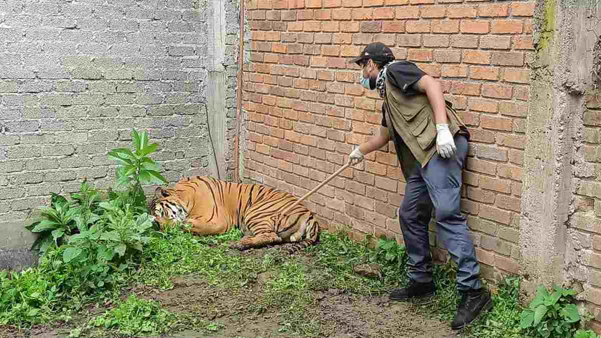 Tigre baleado