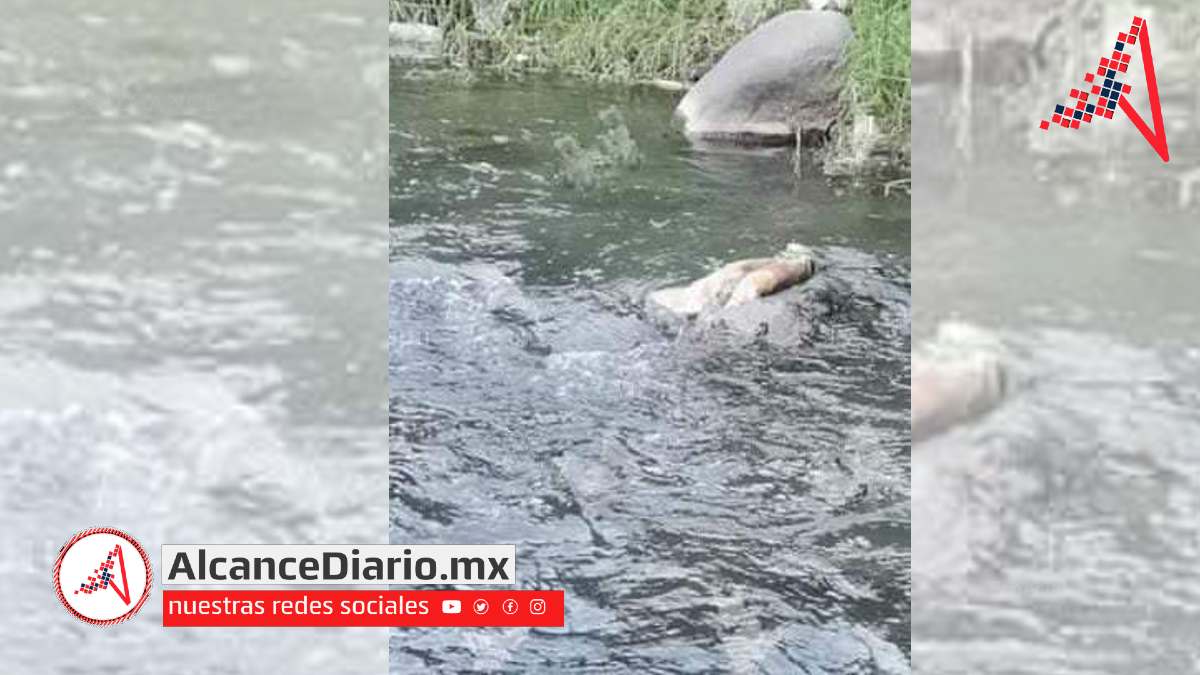 niño halla dos brazos