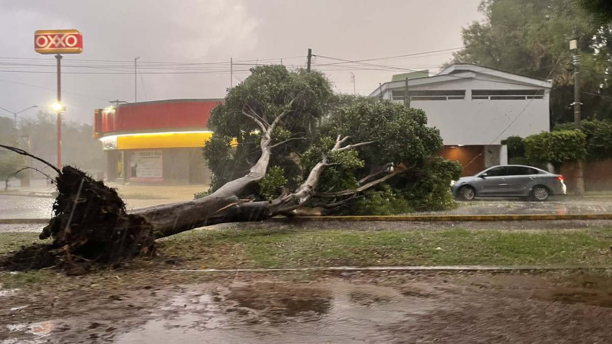 Caída de árbol en 31 Oriente y 24 Sur, Puebla.