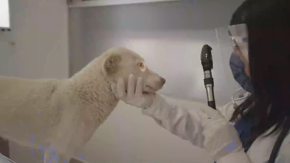 Jornada de Adopción de mascotas