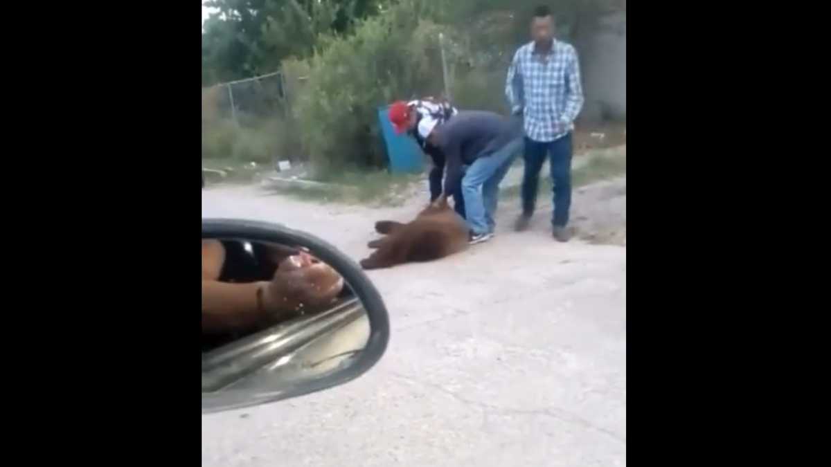 Matan a oso en Sonora