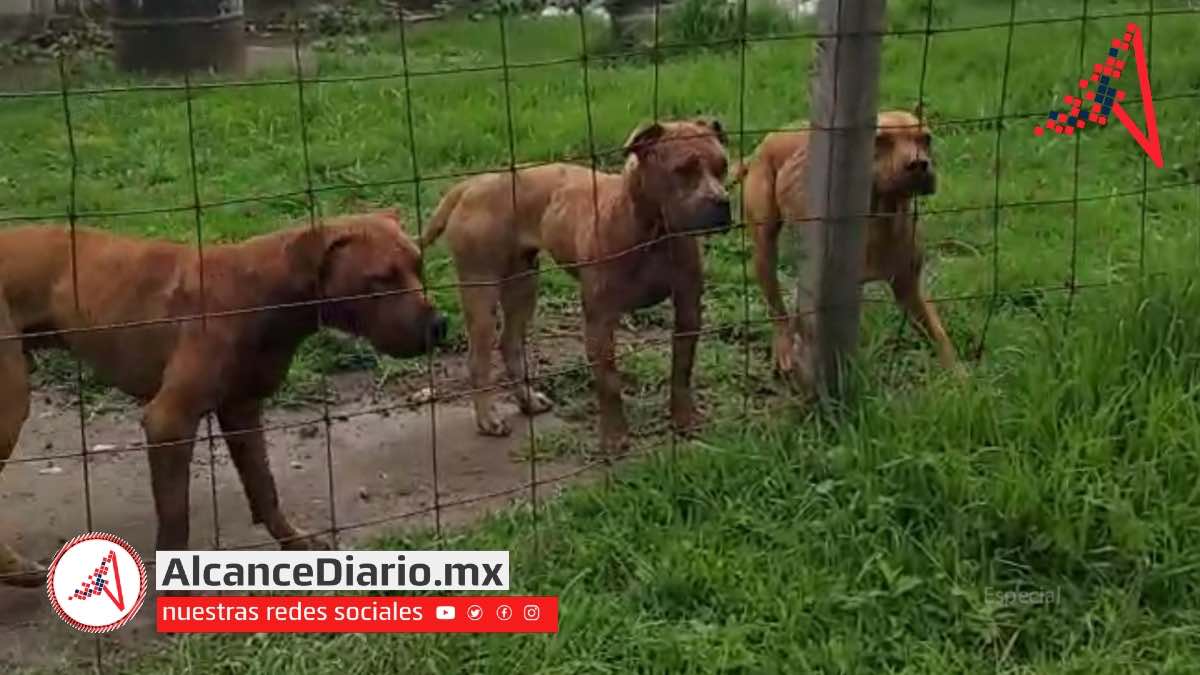 Pitbulls