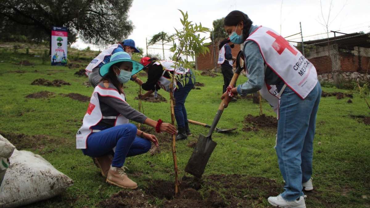 Reforestación de árboles en El Aguacate