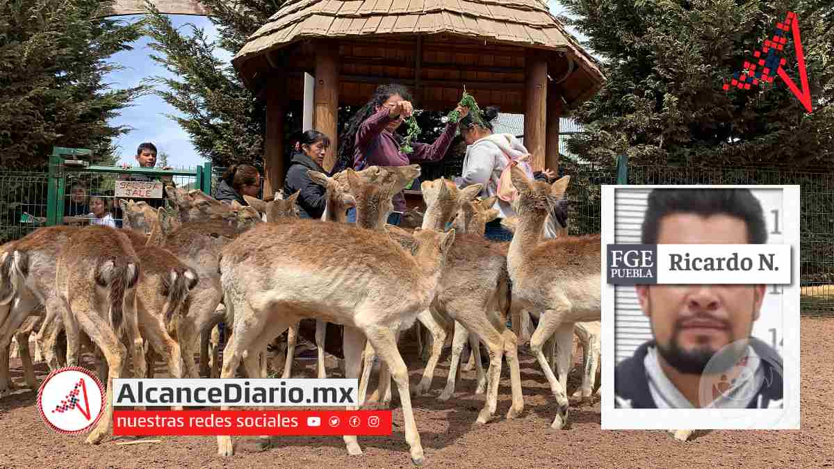 32 venados en Volcanic Park