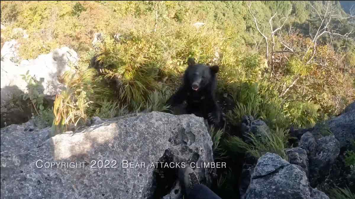 Ataque de Oso