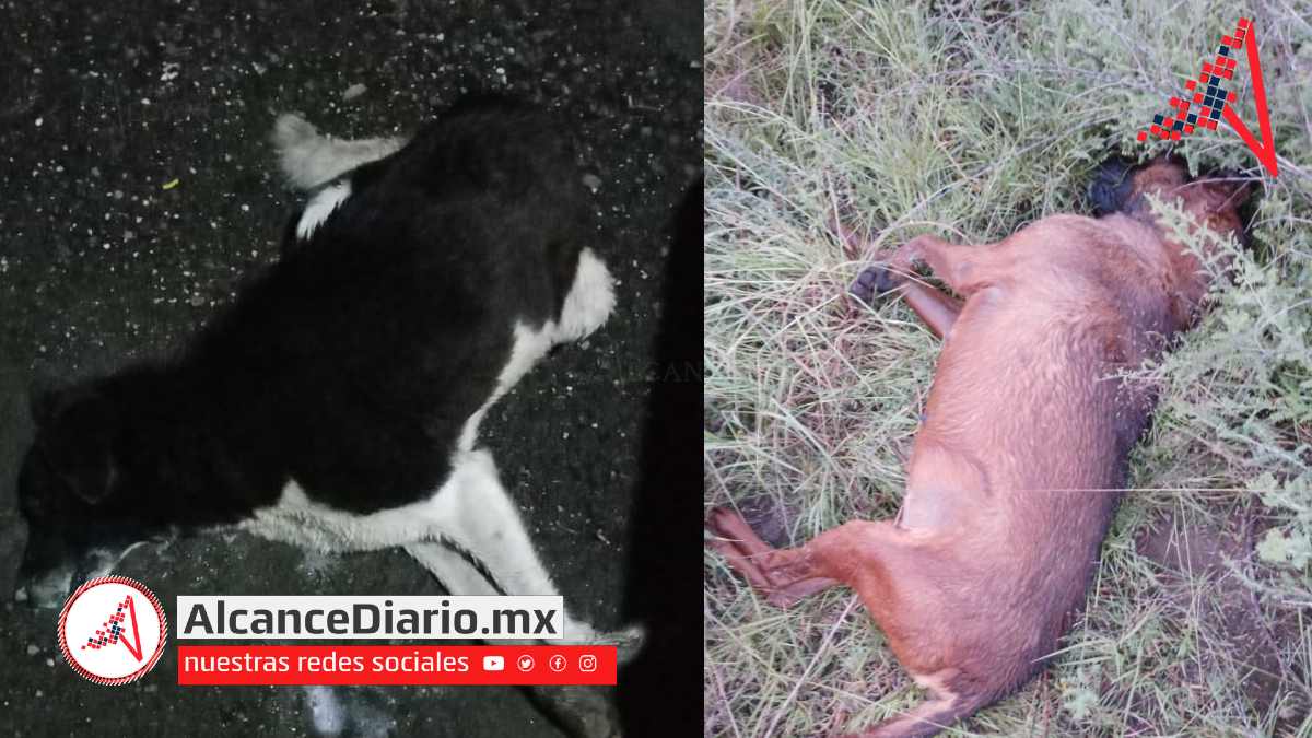 Reportan envenenamiento de perros callejeros en Amozoc