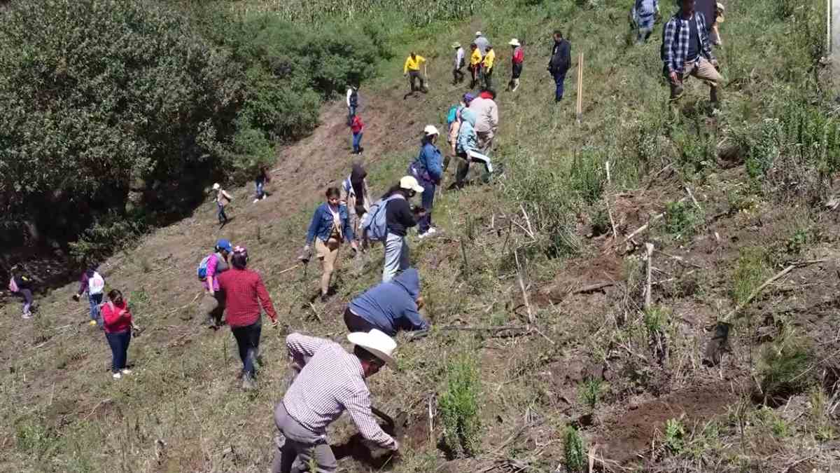 reforestacion chalchicomula de sesma