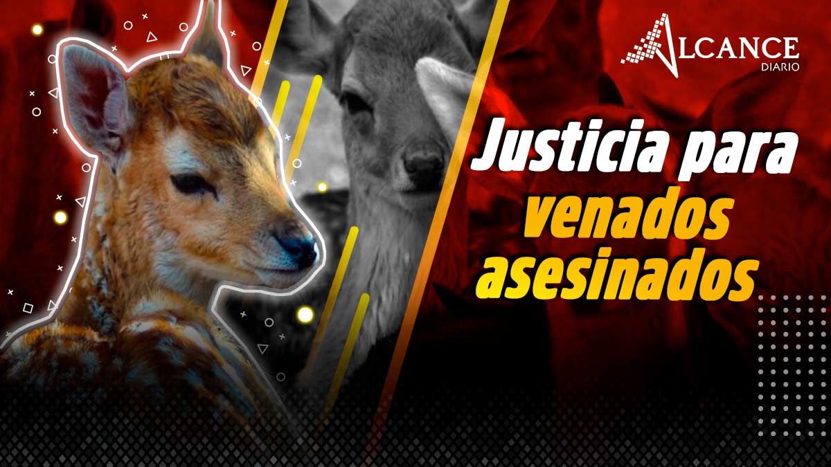 Justicia para venados asesinados en Volcanic Park