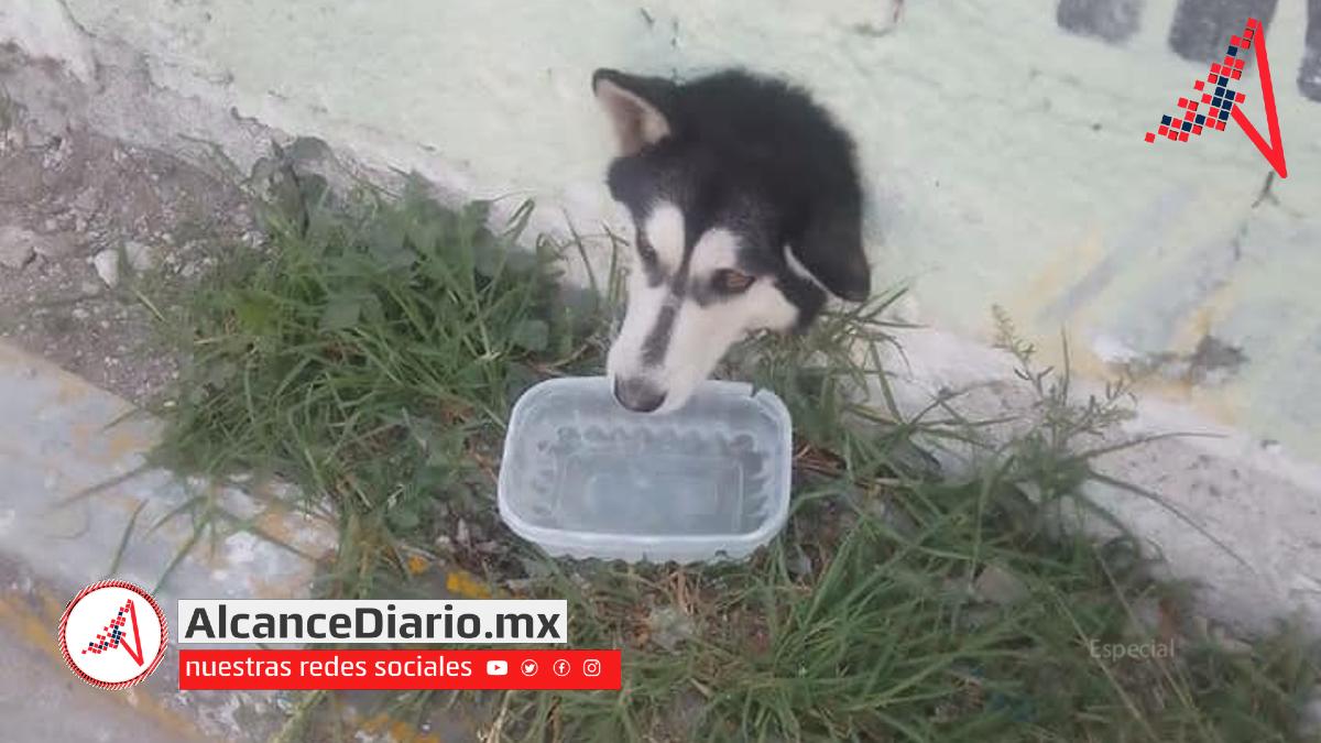 Lomito atrapado en barda en Tecamachalco