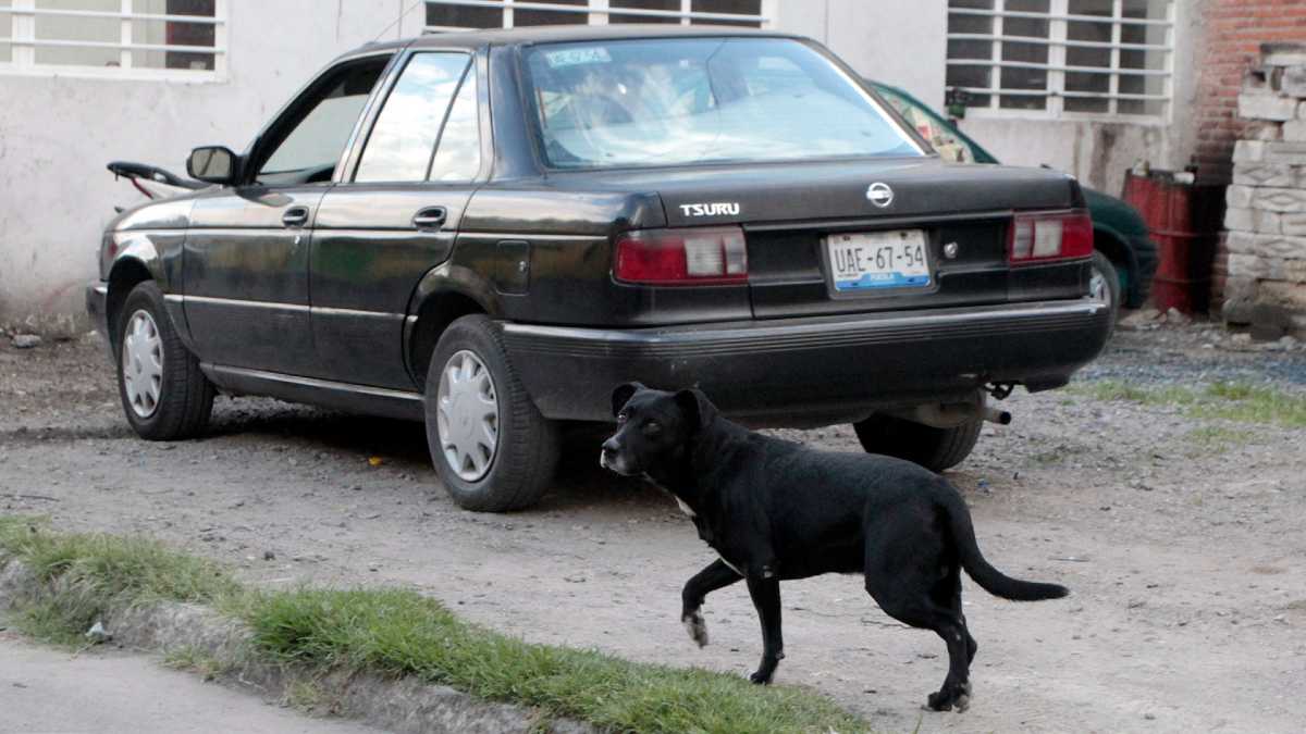 Maltrato animal