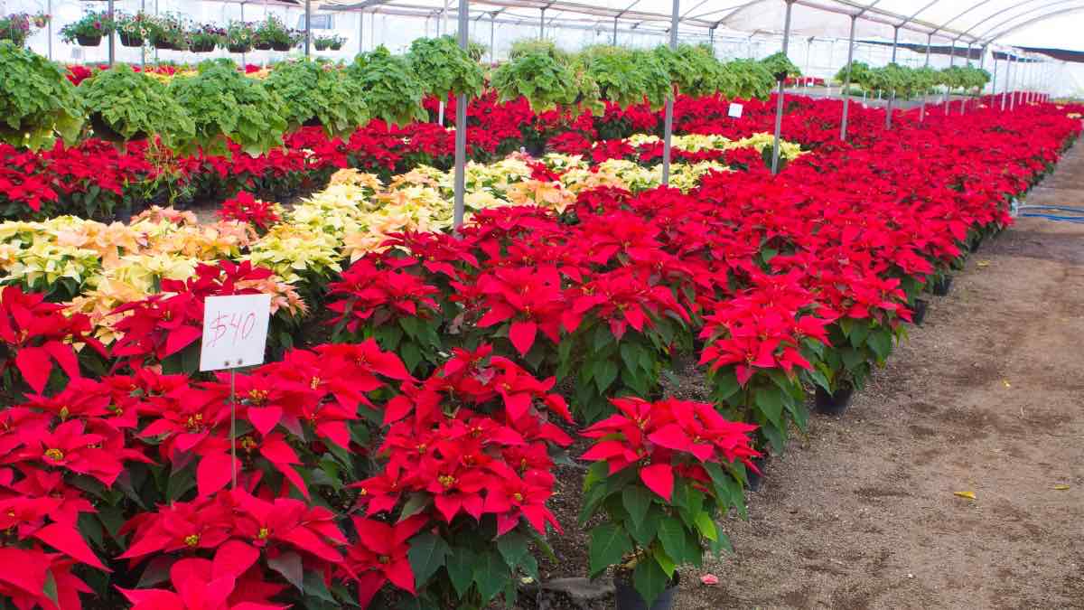 Puebla producción de nochebuena