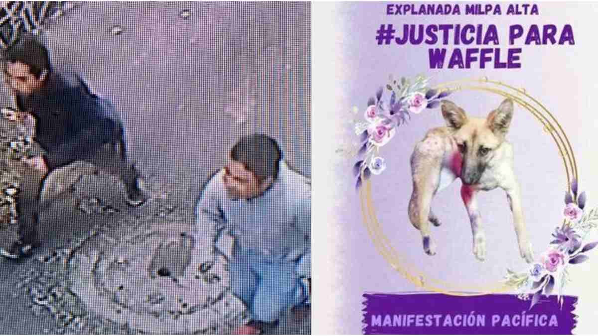 Justicia para Waffle