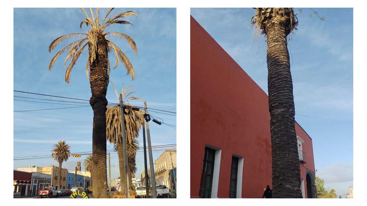 Palmeras enfermas en El Alto