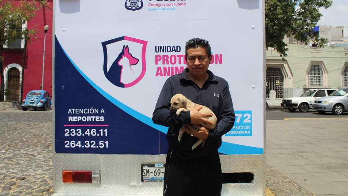 Adopción de mascotas en Puebla