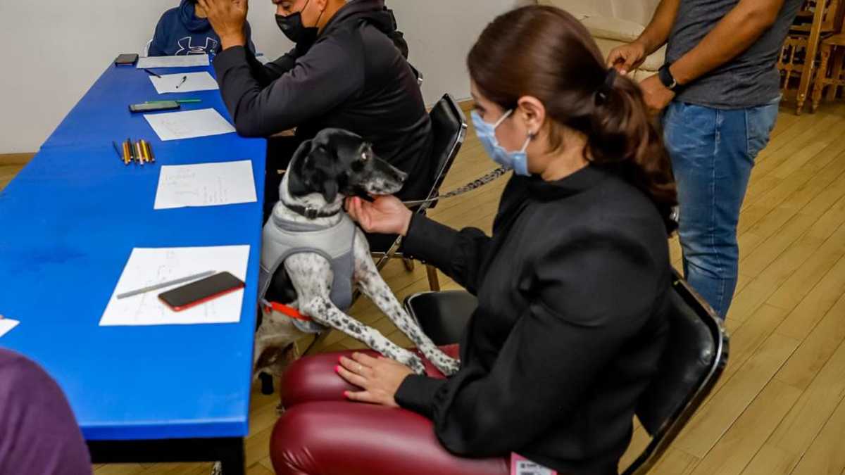 Tanatología Post COVID, Asistido con Canes