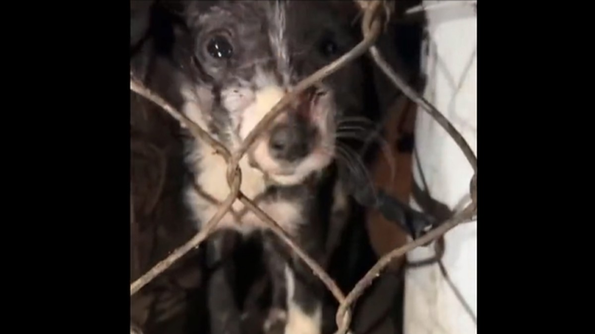 Hallan fosa clandestina de perros en Edomex