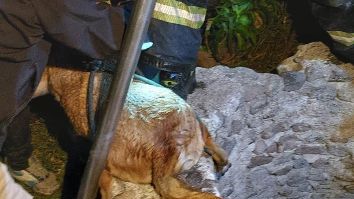 Perrito rescatado en Amozoc