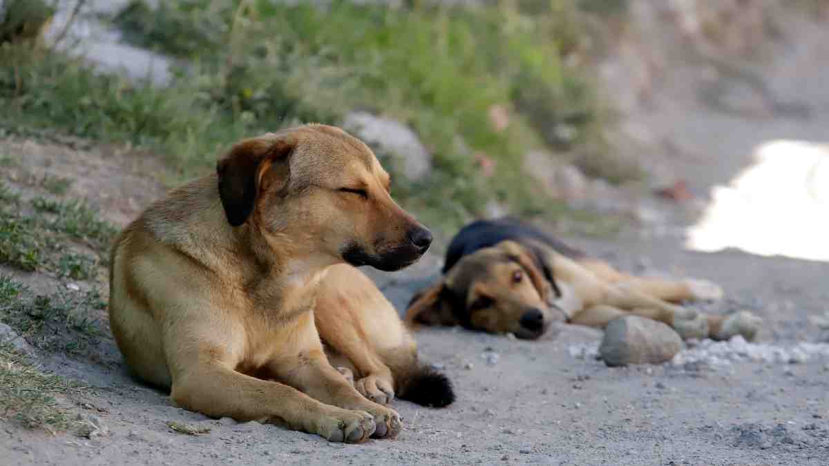 Perros en situación de calle