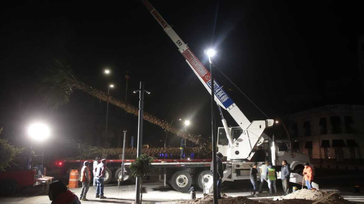 Plantan palmeras en Puebla