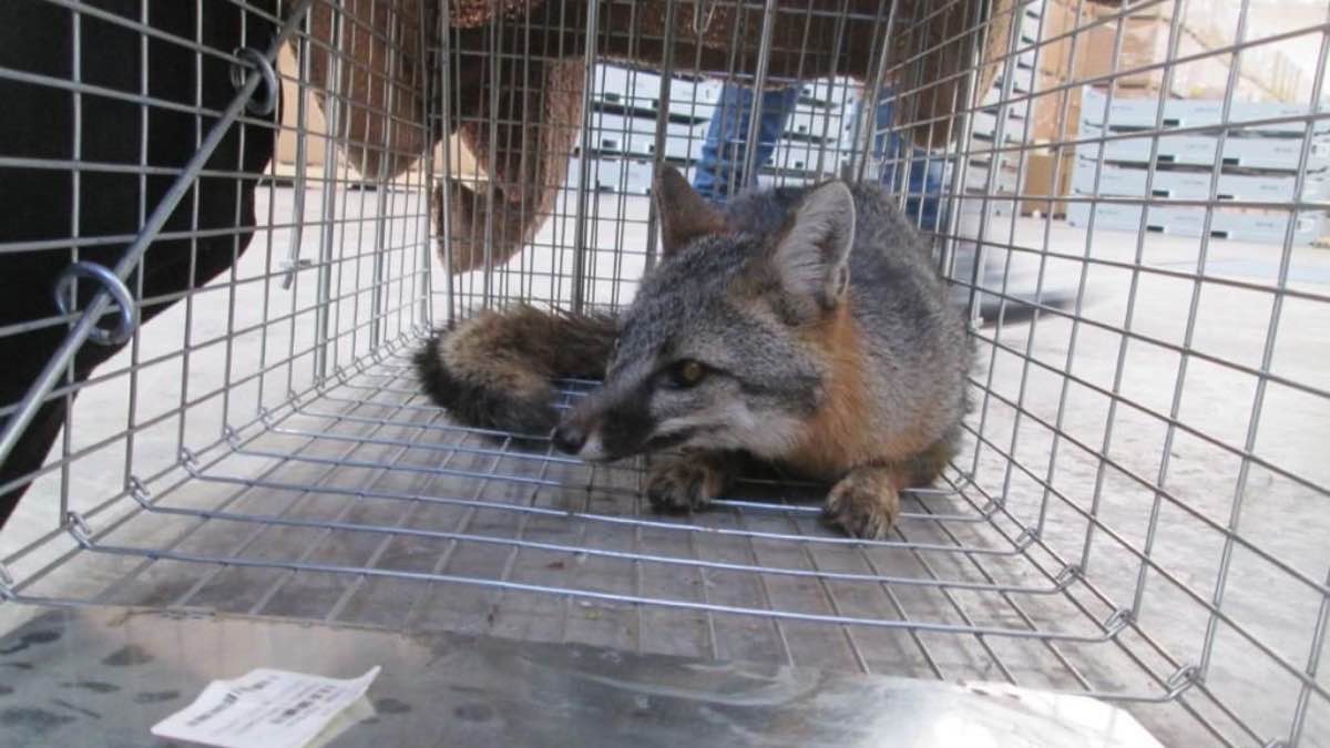 Animales liberados en Chietla